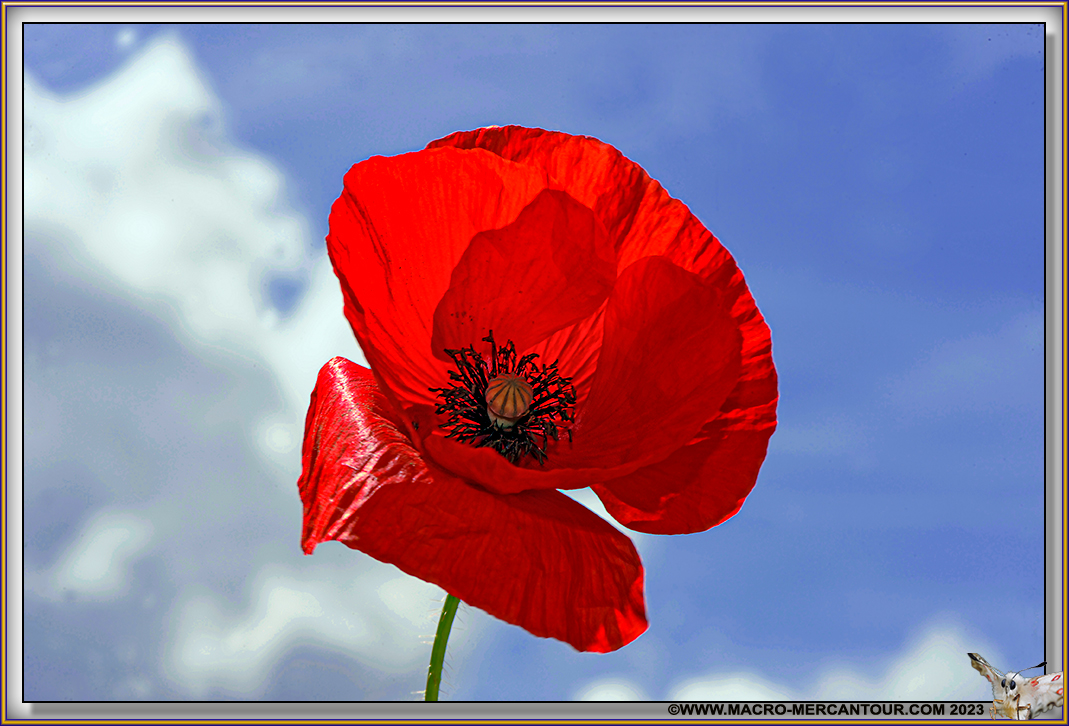 Coquelicots